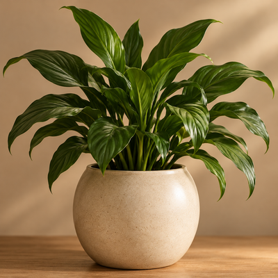 Plants & Planters